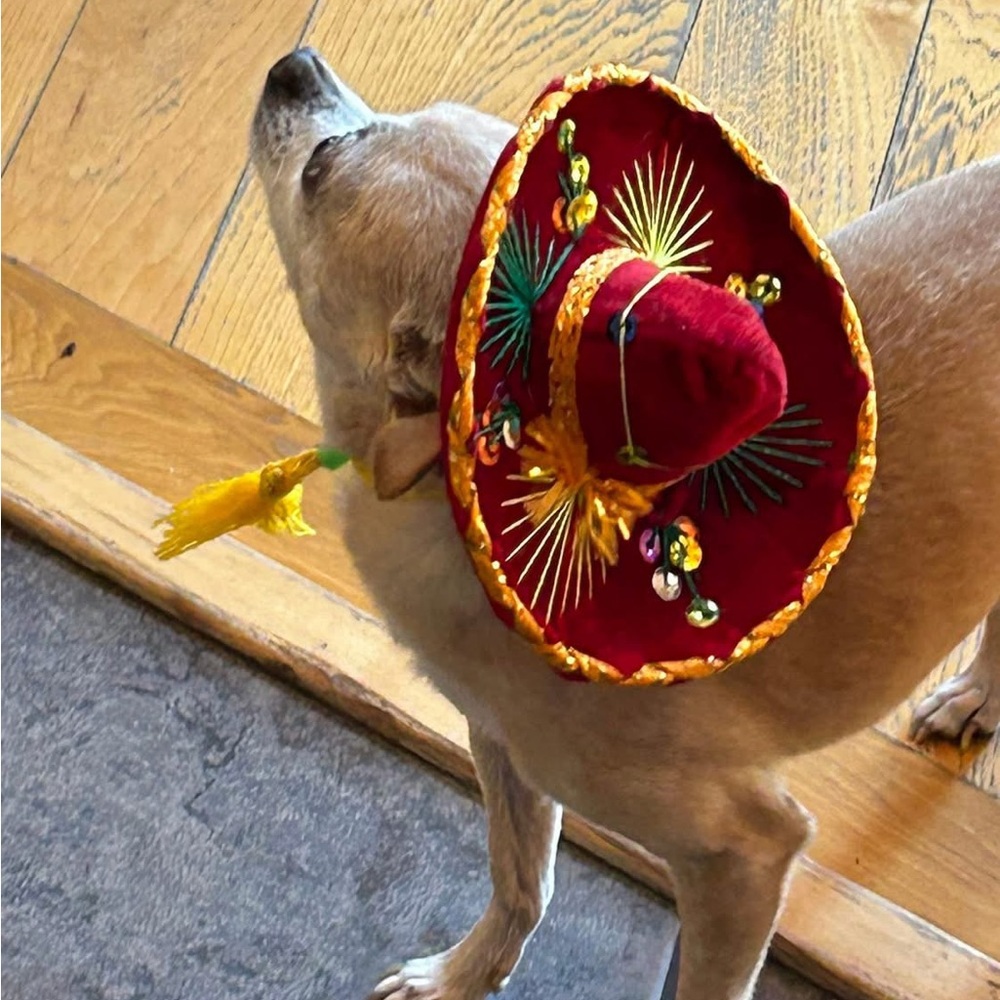 Festive Mini Red Dog Sombrero